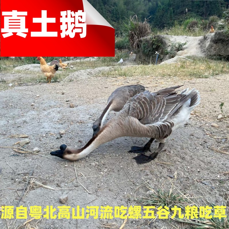 新鲜鹅肉农家土鹅整只带内脏现杀