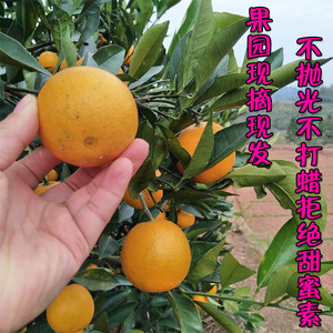 胖子家果园现摘现发冰糖橙不催熟不打蜡有麻点混搭介意勿拍
