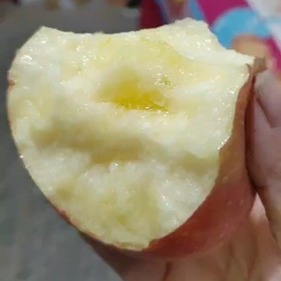 山西运城临猗冰糖心苹果农家现摘水果脆甜无农药裂纹丑苹果红富士