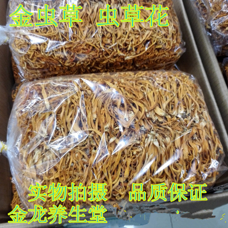 虫草花精选新会大孢子头北虫草花干货 金虫草蛹虫草500g包邮