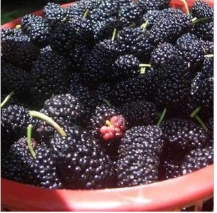 野生新疆 黑桑葚精选无沙可直接食用 桑葚子 桑葚干500克包邮大个