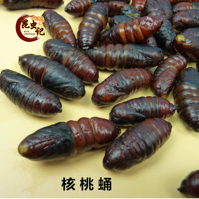 核桃蛹核桃树毛虫蛹新鲜冷冻核桃蛹高蛋白食用昆虫记宴美味速冻