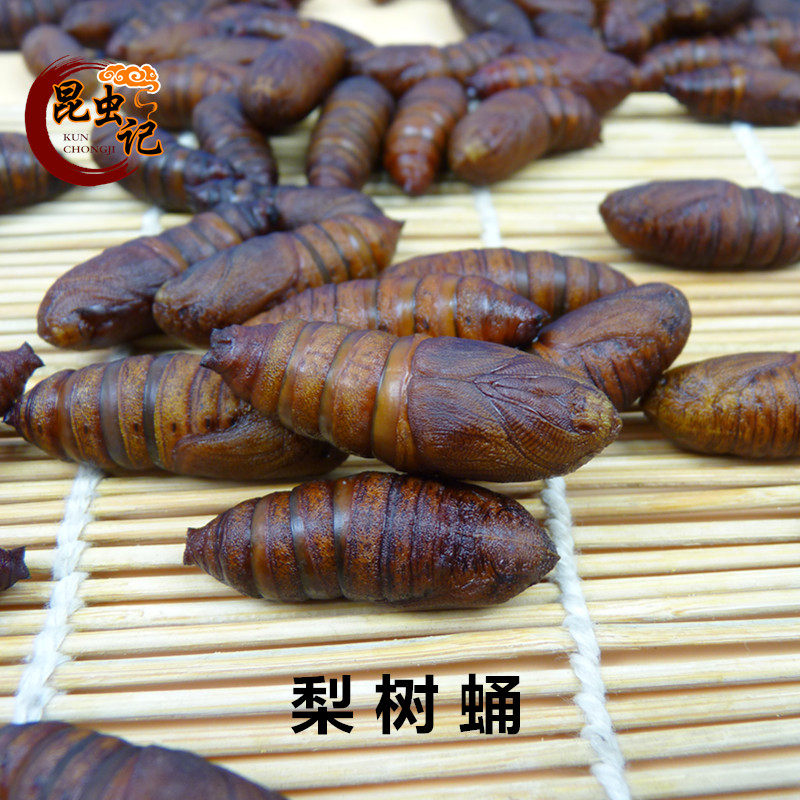 梨树蛹食用昆虫记昆虫宴梨树毛虫蛹高蛋白美味虫子蛹冷冻虫蛹速冻
