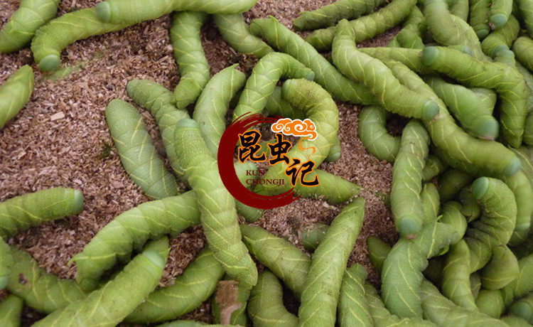 冷冻豆虫下蛰豆虫豆青虫豆丹生鲜冷冻发货一斤