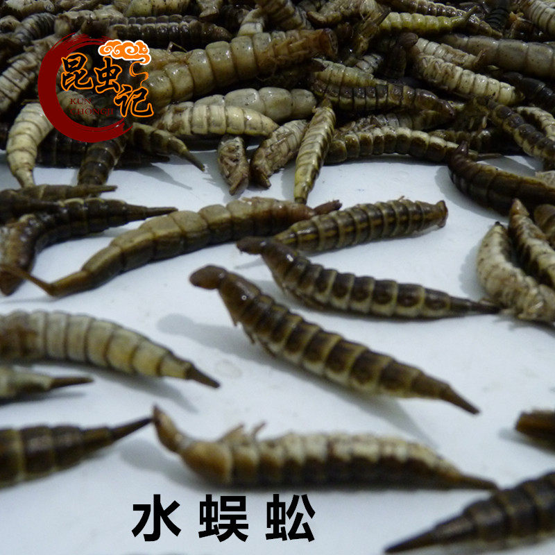 新鲜水蜈蚣非爬沙虫金边龙虱幼虫生鲜冷冻运输可油炸烧烤昆虫记