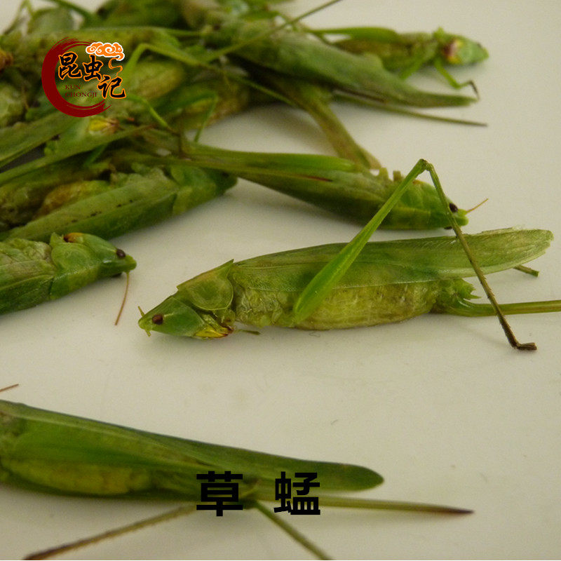 扁头蚂蚱,老扁蚂蚱_文秘苑图库