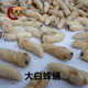新鲜冷冻大白蜂蛹地蜂土蜂胡蜂蛹大个体嫩蜂蛹大白蜂冷冻发货