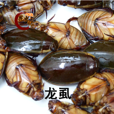 金边龙虱黑龙虱昆虫记大金边