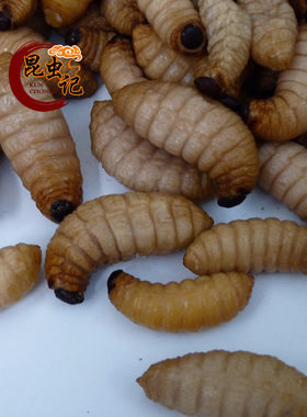 冷冻冷冻竹笋虫竹虫昆虫