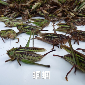 冷冻蝈蝈新鲜食用昆虫铁皮蝈蝈青山蝈蝈中华蝈蝈高蛋白鸣虫