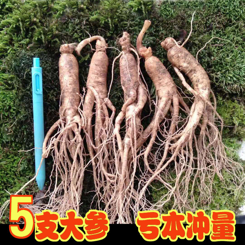 拍2份送1份同款人参新鲜吉林长白山野生山参林下参整枝泡酒大人参