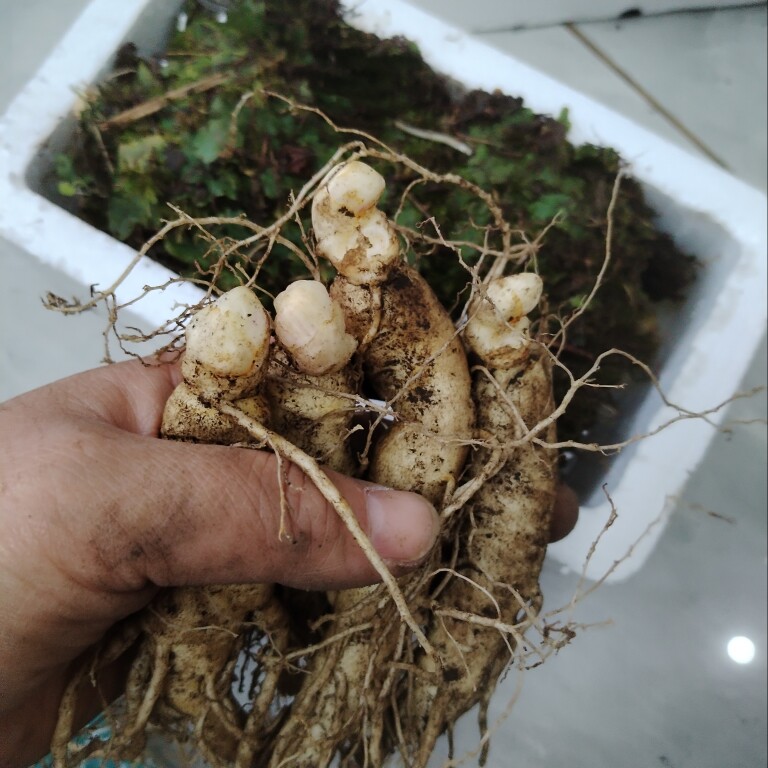 （新鲜种苗）长白山人参大个种植苗东北特产鲜林下参非野生煲汤