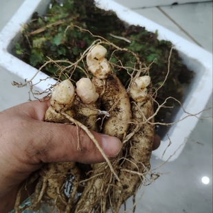 （新鲜种苗）长白山人参大个种植苗东北特产鲜林下参非野生煲汤