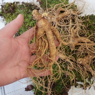 大人参苗新鲜东北长白山人参林下参芽孢饱满带土种植绿植盆栽活苗