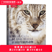 世界野生猫科动物中国国家地理全景猫盟百科全书珍惜野生哺乳动物猫科动物种类大全生物图鉴书籍神秘野生动物大猫咪图书集
