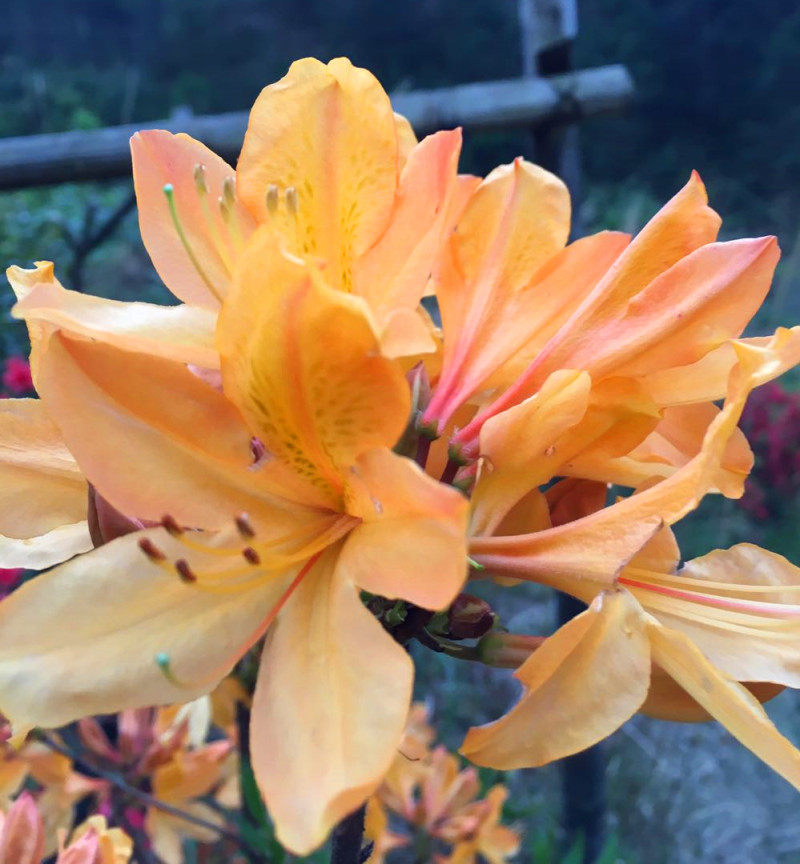 黄色杜鹃花 黄色映山红 映山红树桩 野生杜鹃树桩花有毒干花有售