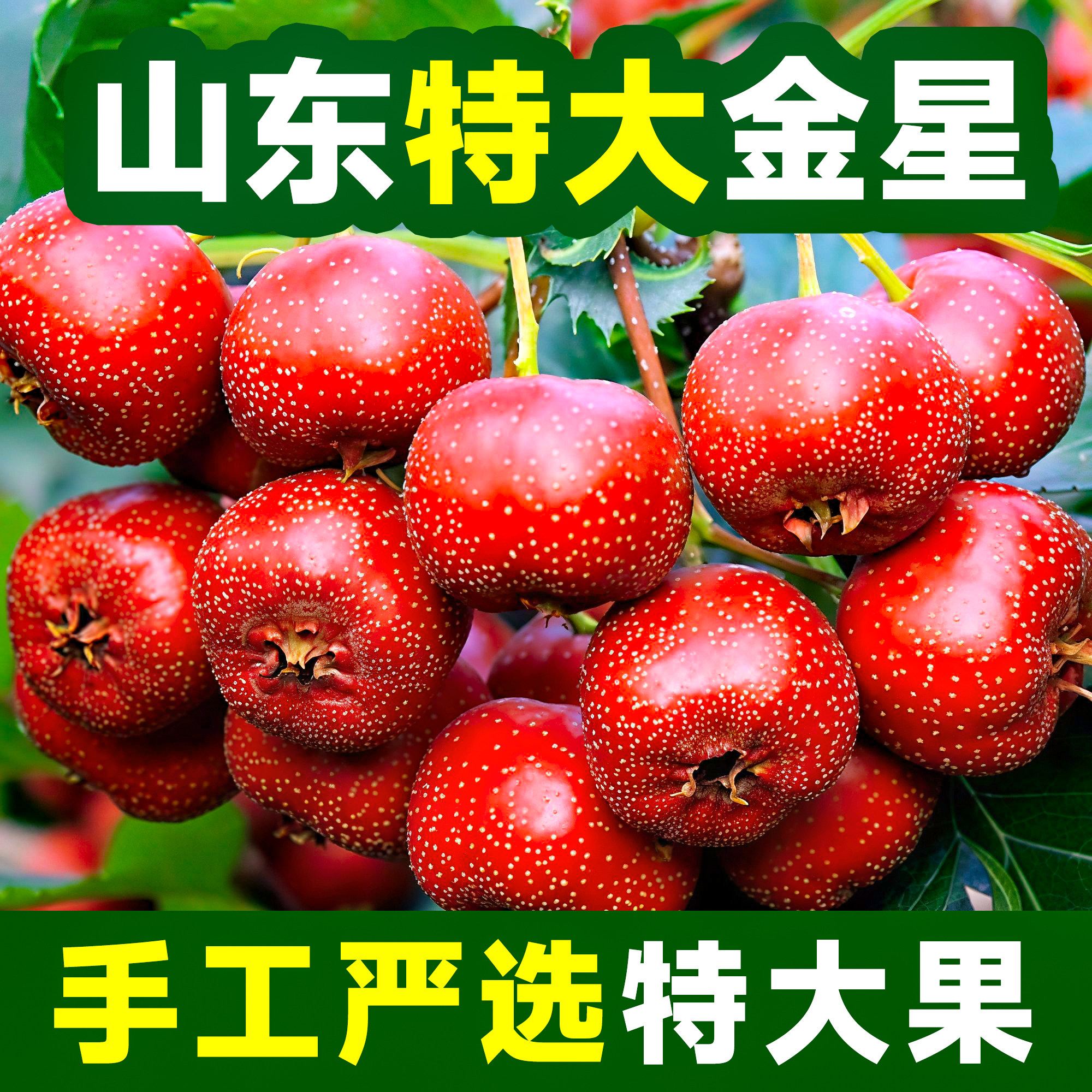 2026年山东大金星山楂果新鲜水果