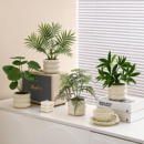 仿真绿植假花仿真花桌面小盆栽植物装 饰摆件书柜仿生绿植拍摄道具