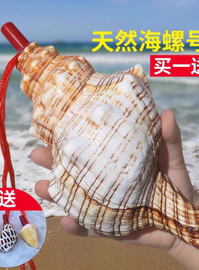 天然海螺号喇叭口哨超大海螺壳贝壳哨子儿童玩具小螺号