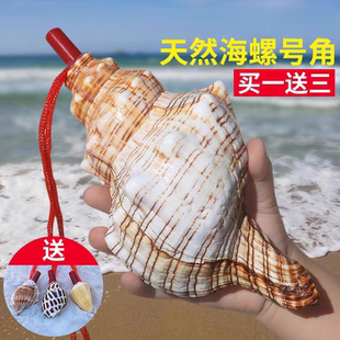 天然海螺号喇叭口哨超大海螺壳贝壳哨子儿童玩具小螺号