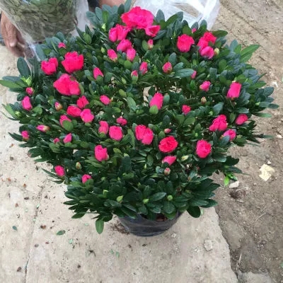 盆栽比利时杜鹃花植物发货