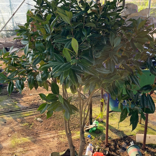 嫁接大桩正黄旗，今年没花苞