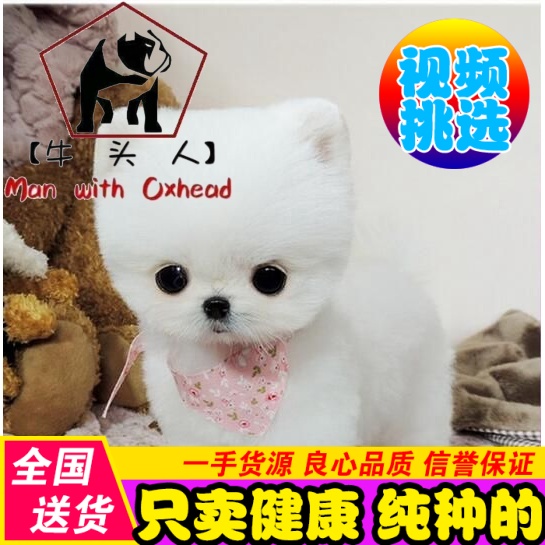 长不大迷你茶杯狗 纯种哈多利球体博美幼犬 活体宠物超小型俊介狗|msdalam kategori haiwan peliharaan/makanan haiwan dan bekalan, anjing - dari Buy2taobao.com untuk memberikan perkhidmatan ejen Taobao profesional membeli