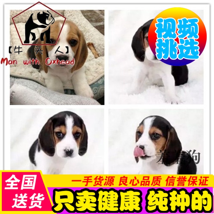 出售纯种赛级比格幼犬 米格鲁犬 猎兔犬 比格猎犬狗狗 巴吉度狗狗|ruв категории животное/Животное питание и принадлежностей, собака - от Buy2taobao.com для оказания профессиональной услуги покупки агента Taobao