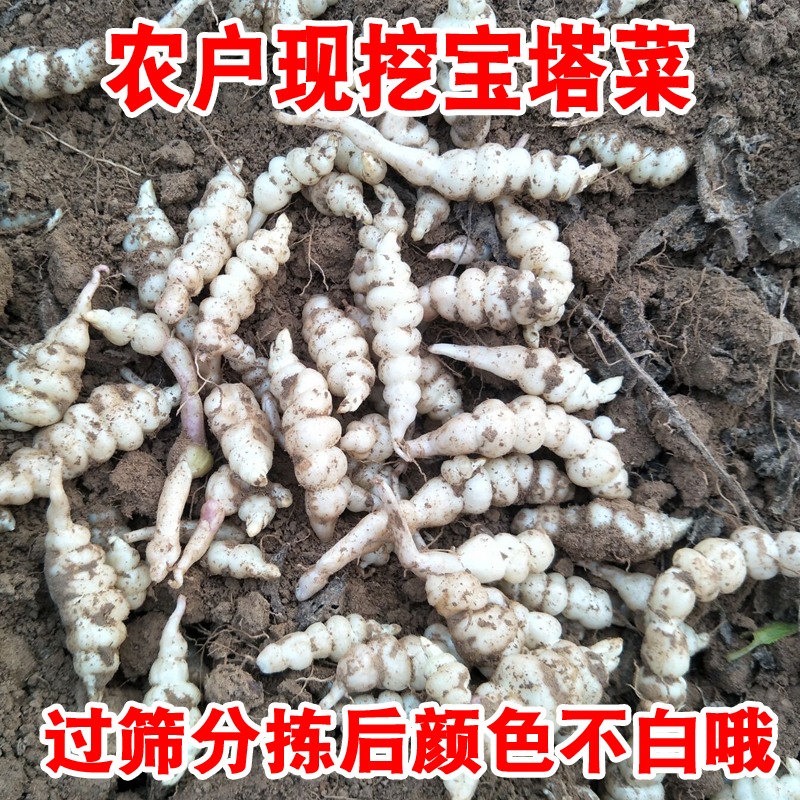 新鲜宝塔菜螺丝菜地环地溜子蔬菜