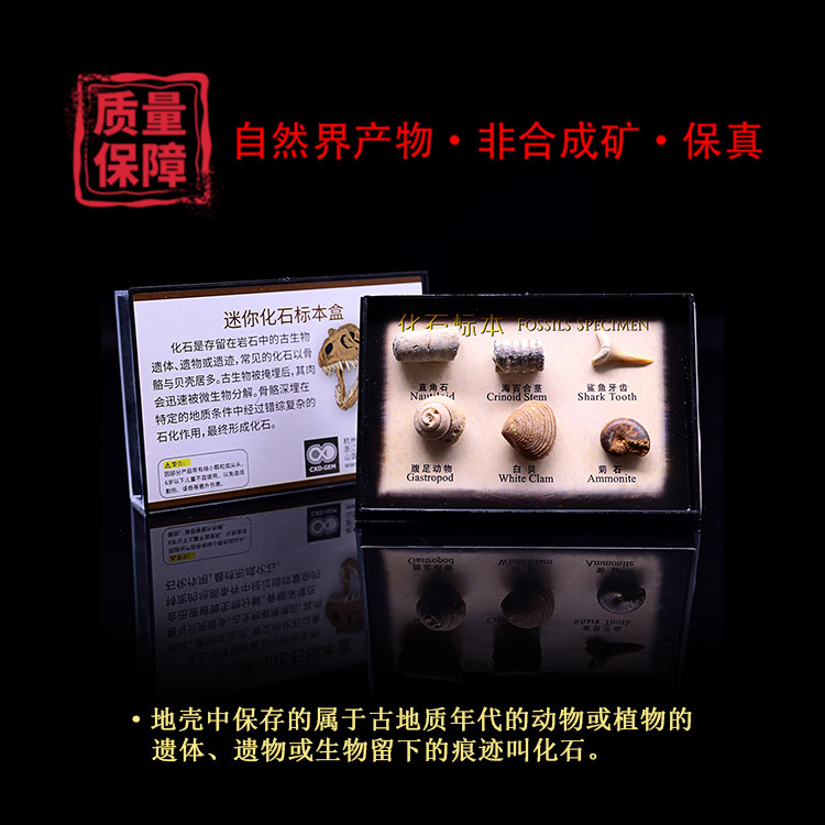 天然保真古生物牙齿寒武纪标本盒图片