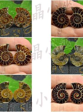 斑彩螺原石摆件古生物化石