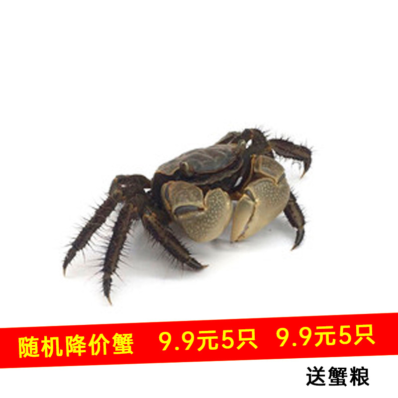 红螯相手蟹观赏蟹宠物蟹红爪蟹淡水螃蟹佛脸蟹好养包活相守蟹活体