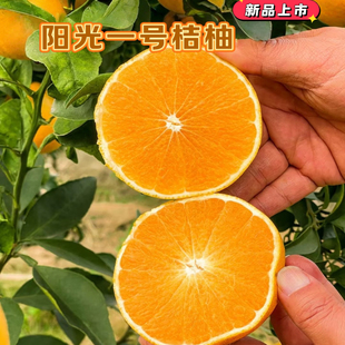正宗阳光一号桔柚怀化现摘现发香甜皮薄多汁新鲜甜心柚手剥柚送礼