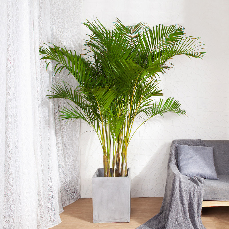 散尾葵大型绿植净化空气吸甲醛开业植物凤尾竹盆栽客厅办公室盆景