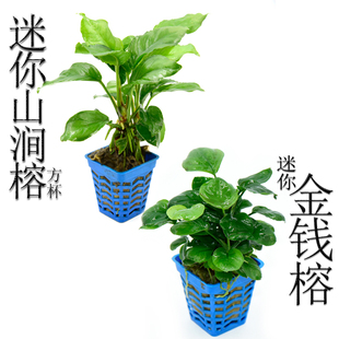 水榕水草淡水杯草套餐懒人阴性活体鱼缸真草大叶榕小叶榕真草造景