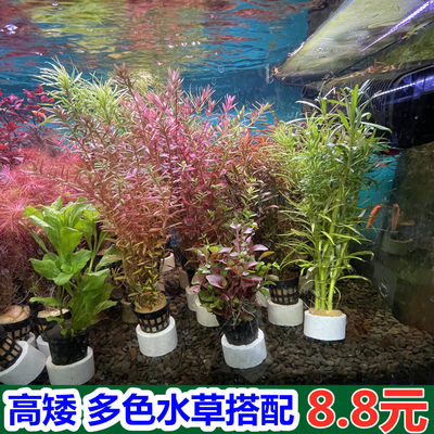 鱼缸水草植物族活造景增氧