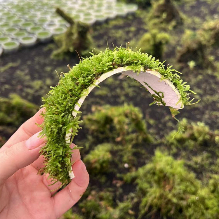 鱼缸造景水草三角莫斯乌龟养鱼虾躲避水陆缸好养阴性造氧气,宠物/宠物食品及用品,水草,淘宝优惠券,粉丝福利购,淘宝优惠卷