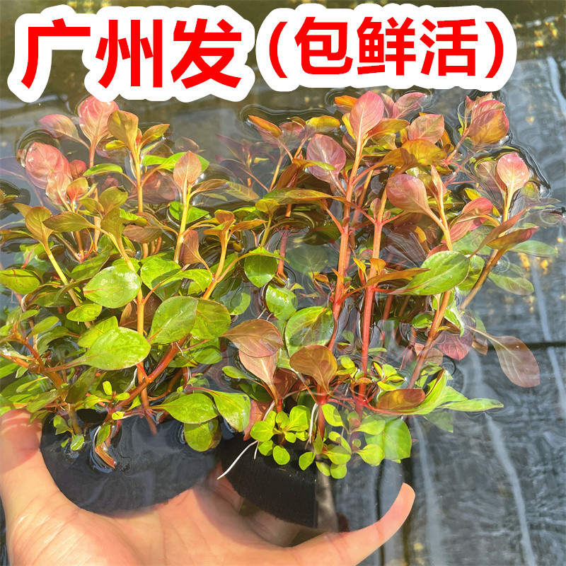 大叶紫红丁香坨水草鱼缸造景