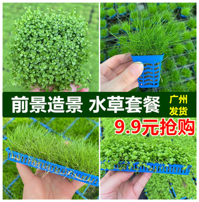 鱼缸水草造景水底草坪铺底