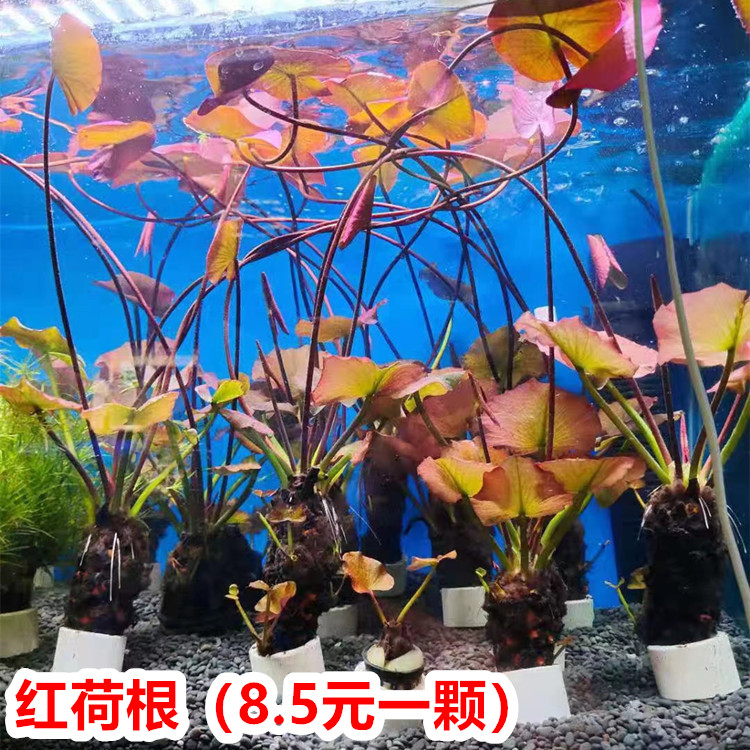 红荷根睡莲鱼草缸造景易养水草