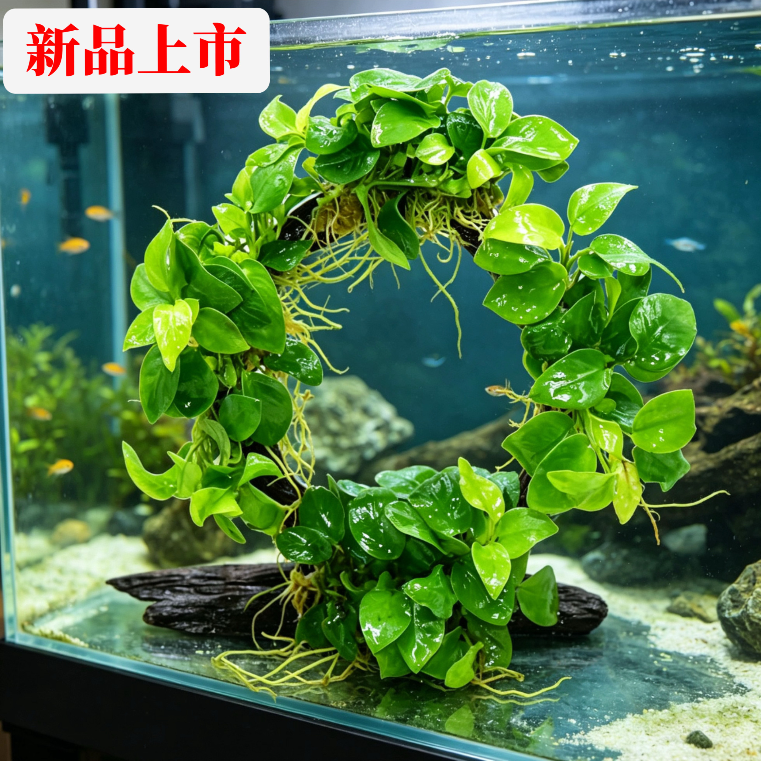 幸运圈巴榕沉水水草新手造景成品