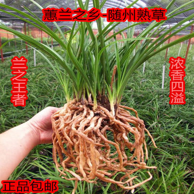 精品鲜活惠兰春兰兰花苗植
