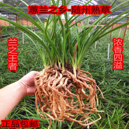 精品鲜活惠兰春兰兰花苗植