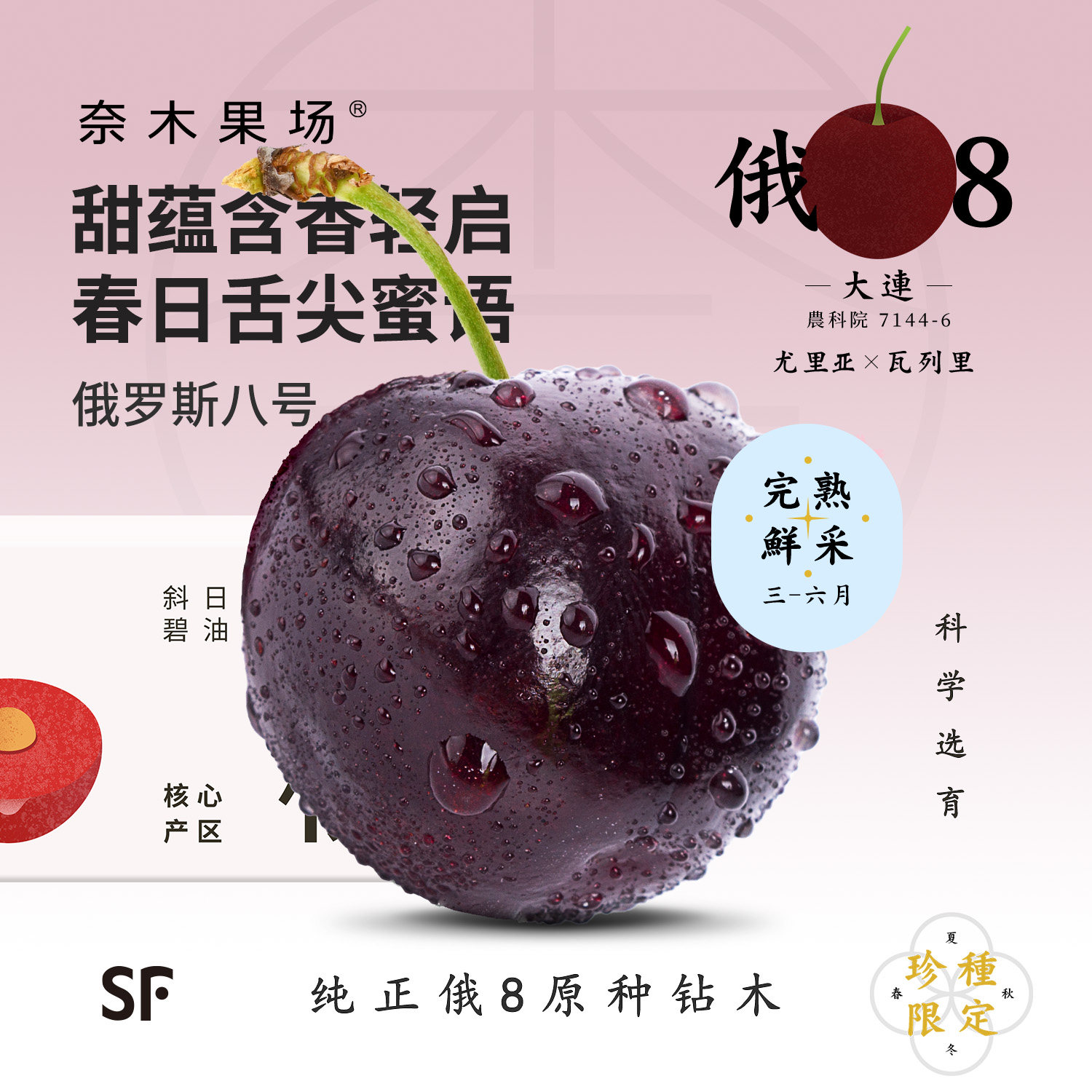 奈木果场俄罗斯八号大樱桃8J特级珍种大连产鲜采车厘子当季sf礼盒
