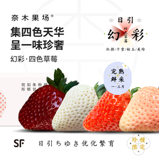 奈木果场四色幻彩草莓组合粉玉梦之莹红颜白雪丹东温室产特级礼盒