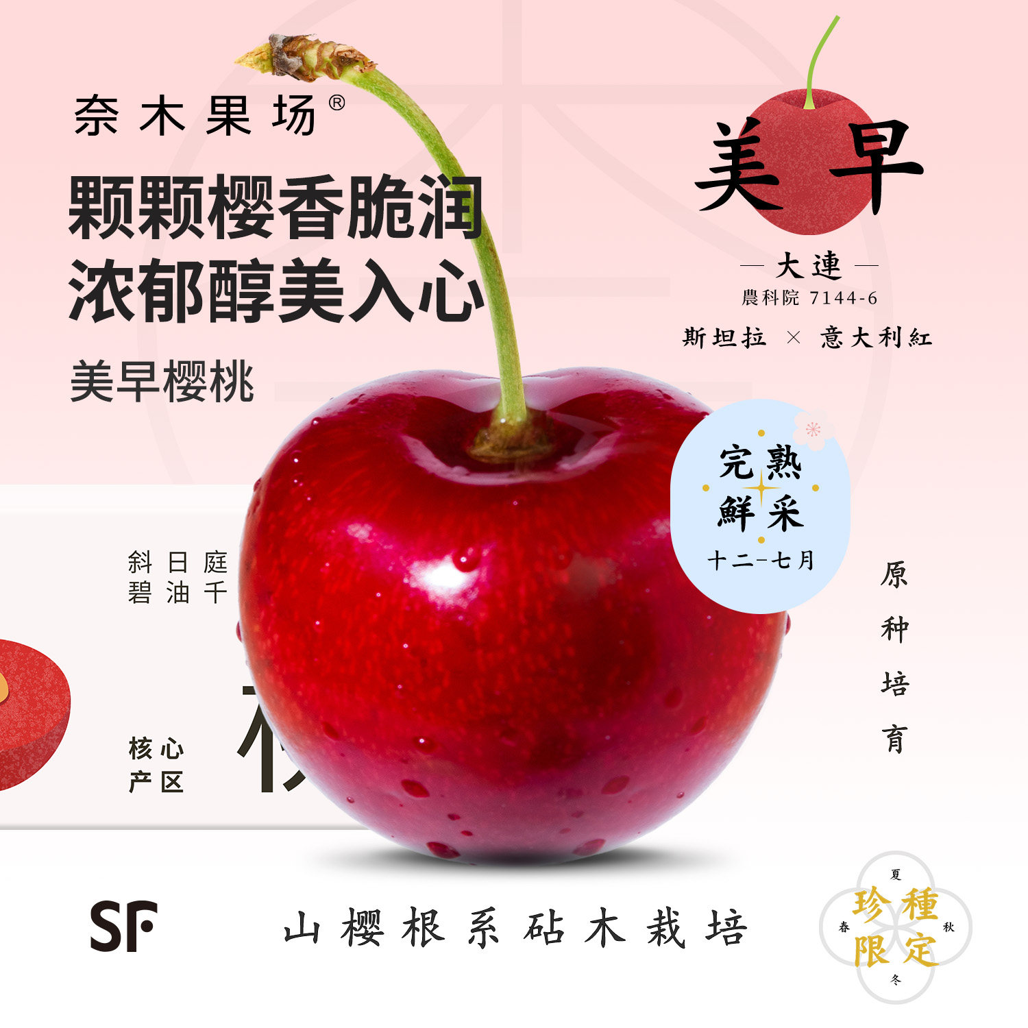 奈木果场大连美早樱桃5J特级山樱根辽宁产当季现摘顺丰空运礼盒装