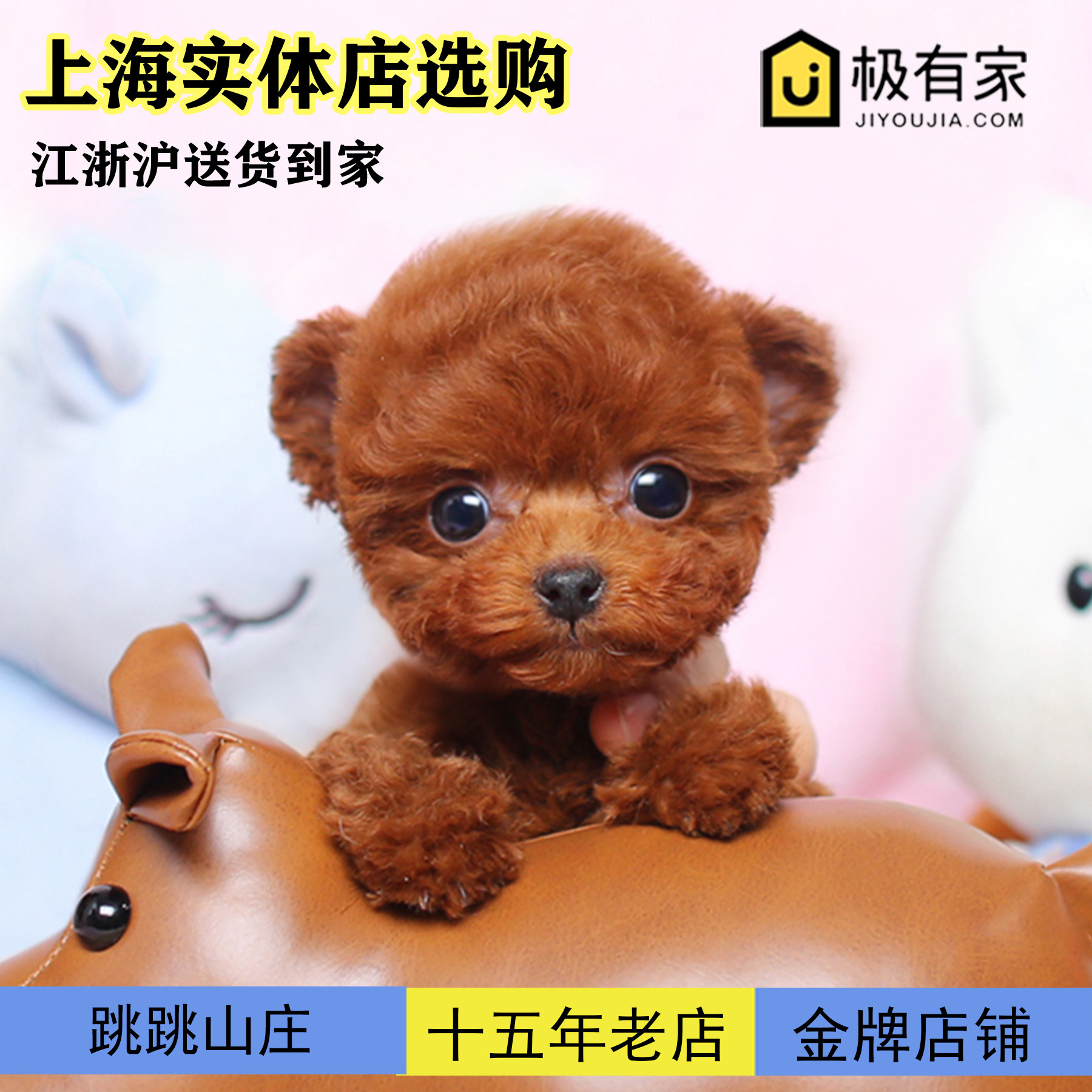 【跳跳山庄】茶杯犬活物宠物真狗可爱养不大红泰迪幼犬灰色小体狗