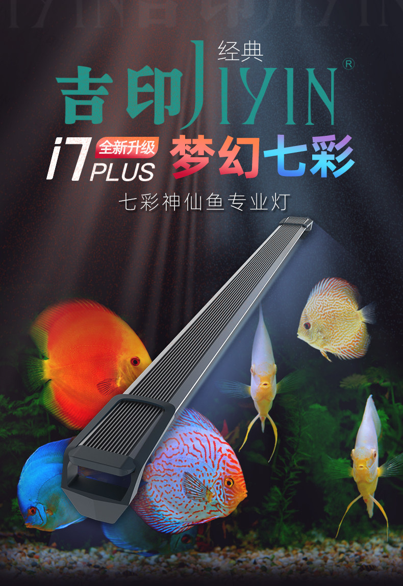 七彩神仙鱼蓝色防水增艳吉印