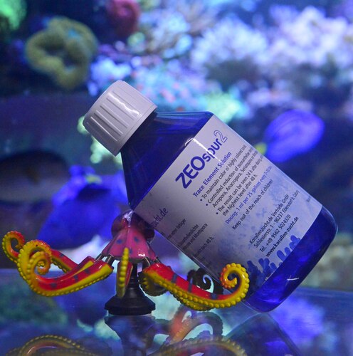 褐色ZEO珊瑚一个除虫黄藻