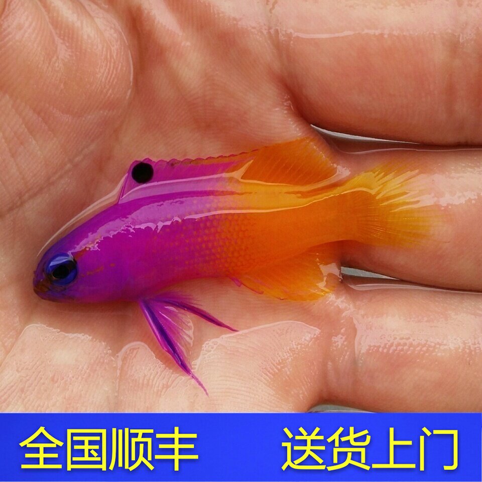 美国鬼王 紫天堂检疫养定开口海水鱼快递发货包活 天鸿水族